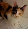 Deni ~ The little purr muffin