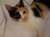 Deni ~ The little purr muffin