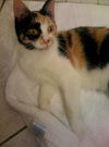 Deni ~ The little purr muffin