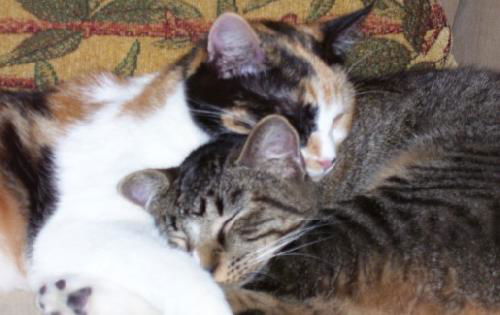 Deni ~ The little purr muffin