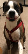 Gracie *BONDED WITH RILEY*