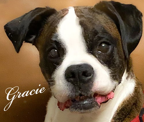 Gracie *BONDED WITH RILEY*