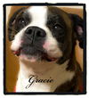 Gracie *BONDED WITH RILEY*