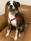 Gracie *BONDED WITH RILEY*