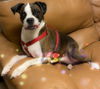 Gracie *BONDED WITH RILEY*
