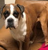 Riley *BONDED WITH GRACIE*