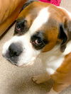 Riley *BONDED WITH GRACIE*