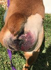 Riley *BONDED WITH GRACIE*