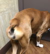 Riley *BONDED WITH GRACIE*