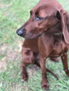 Reba