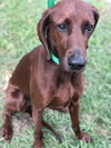 Reba