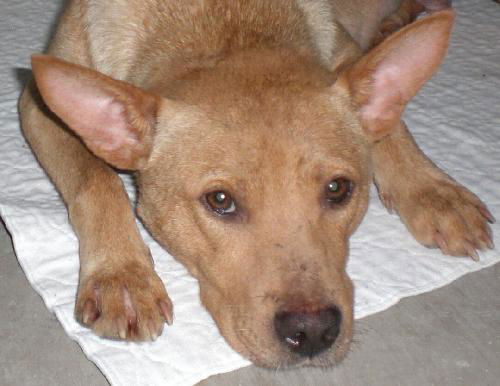 MaiMai the Basenji