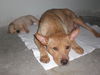 MaiMai the Basenji