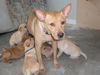 MaiMai the Basenji