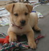 Lily the Basenji Puppy