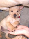 Lily the Basenji Puppy