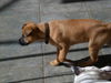 Brownie the Basenji Puppy