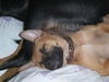 Brownie the Basenji Puppy