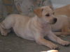 Blondie the Basenji Puppy