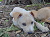 Blondie the Basenji Puppy
