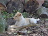 Comet the Basenji Puppy