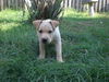 Dylan the Basenji Puppy