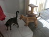 Dylan the Basenji Puppy
