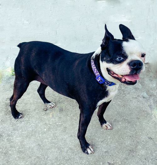 Patch * BONDED WITH BAYBAY**
