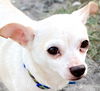 Bay-Bay *BONDED WITH PATCH*