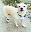 Bay-Bay *BONDED WITH PATCH*