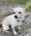 Bay-Bay *BONDED WITH PATCH*