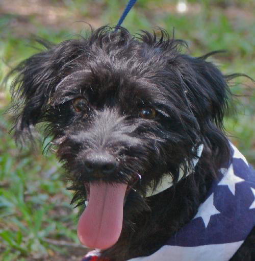 Gator the Scottish Terrier