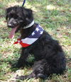 Gator the Scottish Terrier