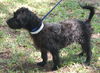 Gator the Scottish Terrier