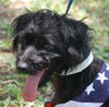 Gator the Scottish Terrier
