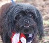 Libby the Petite Shih Tzu
