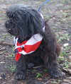 Libby the Petite Shih Tzu