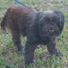 Libby the Petite Shih Tzu