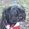 Libby the Petite Shih Tzu