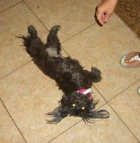 Libby the Petite Shih Tzu