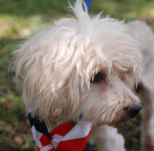 Lucas the Maltese