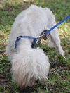 Lucas the Maltese