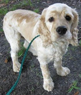 Scooter the Cocker Spaniel