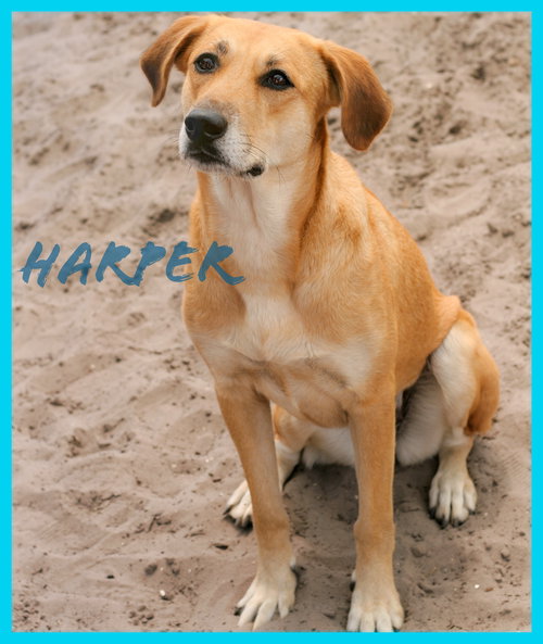 Harper