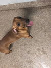 Penny