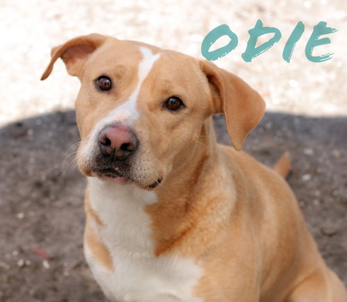 Odie