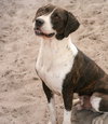 Raz
