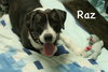 Raz