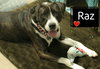 Raz