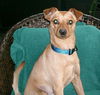 Scooby Du the Min Pin